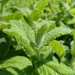 Mentha suaveolens 'Apple Mint'